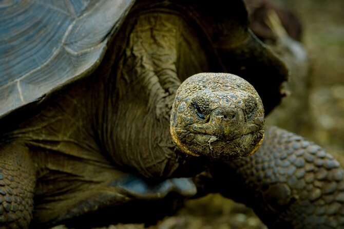 17-DAY Ecuador and Galapagos Islands Hidden Treasure With Boutique Style Hotels - Accessibility and Physical Requirements