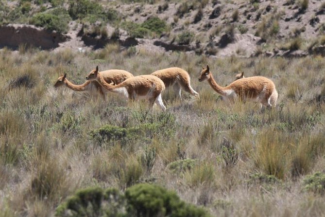 2 Day - Colca Canyon and Condor Tour From Arequipa, Peru - Group Service - Day 2 Itinerary