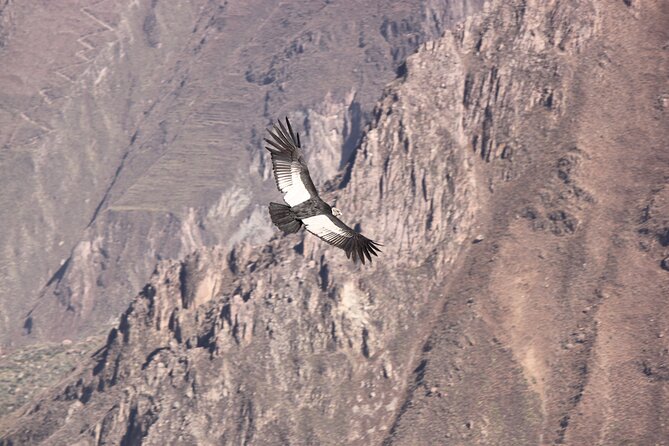 2 Day Colca Canyon, Vicuna Reserve and Condors From Arequipa - Guiding and Insights