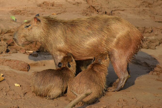 2-Day Jungle Tour: Lake Sandoval, Monkey Island, Hikes, Caiman, & Clay Lick - Accessibility and Additional Details