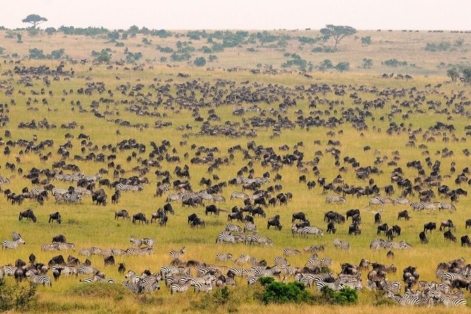 2-Day Maasai Mara Safari - Customer Feedback