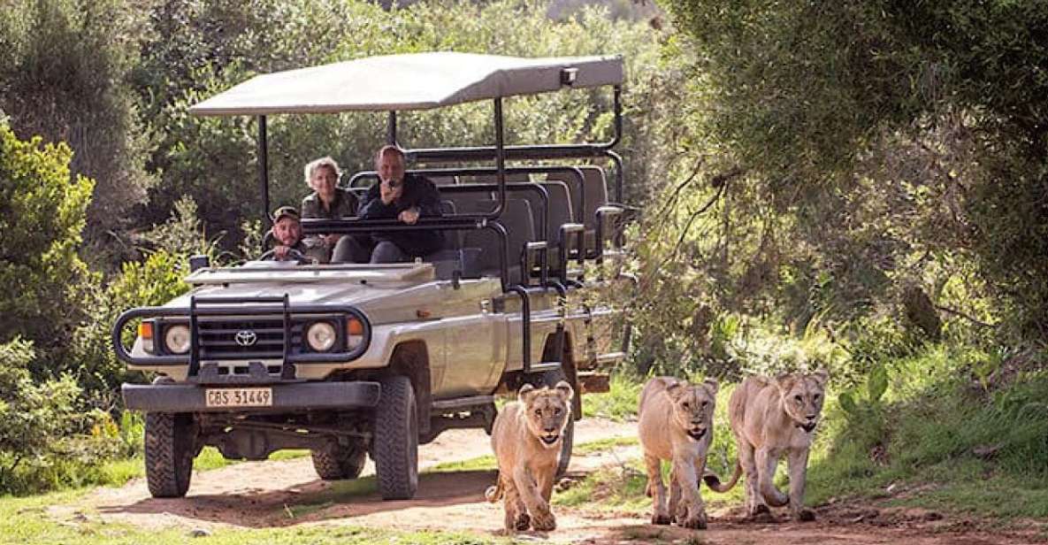 2 Day Small Group Cape Town: Garden Route Big 5 Safari Tour - Safari Experiences