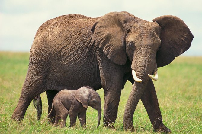 2 Day Wild Heart Western Cape Safari Tour With Private Transfers - Pickup and Accessibility