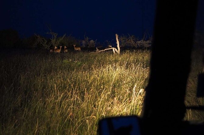 (2 Days, 1 Night) Day & Night Game Drive Tsavo East National Park - Accessibility and Special Requests