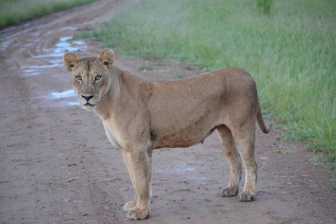 2 Days 1 Night Mikumi National Park From Dar Es Salaam - Exclusions to Consider