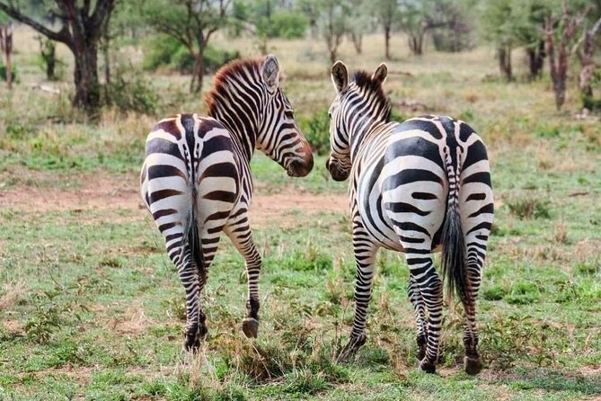 2 Days and 1 Night Mikumi Safari Private Tour - What to Expect