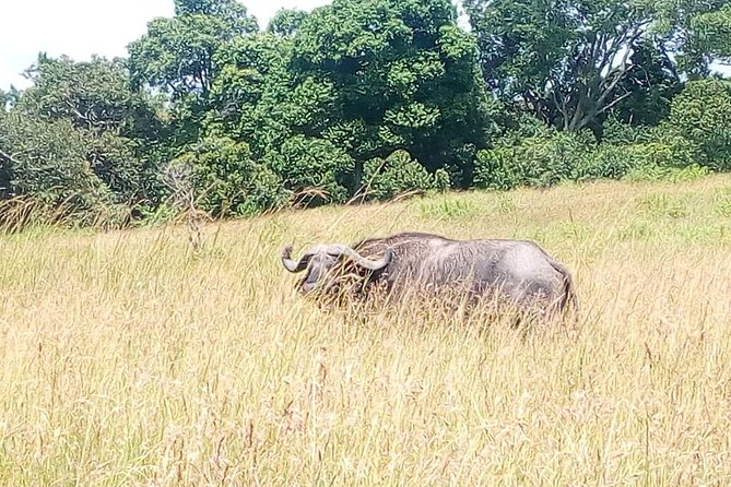 2 Days Maasai Mara National Reserve Safari From Nairobi - Wildlife Sightings