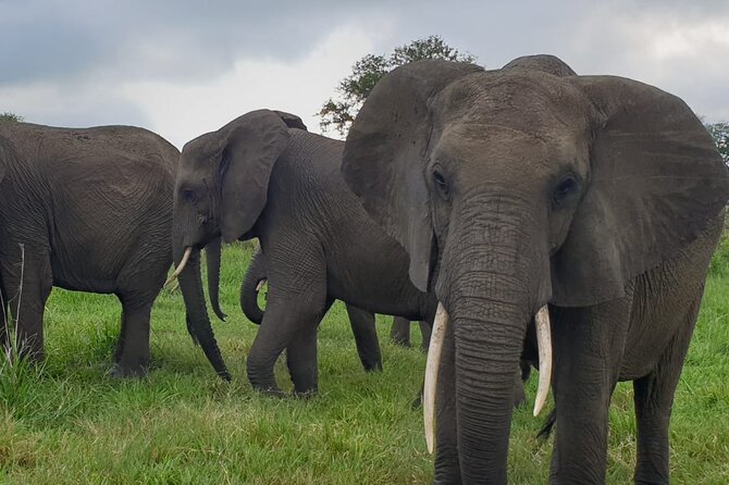 2 Days Mikumi National Park Safari From Dar Es Salaam or Zanzibar - Accommodation and Meals