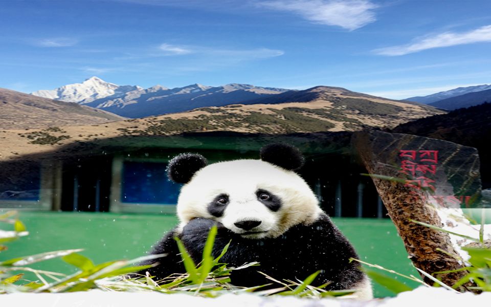 2 Days Mt. Siguniang+Wolong Panda Tour From Chengdu - Observe Active Pandas