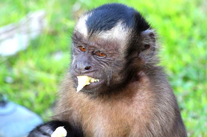 2 Days Peruvian Amazon Tour From Iquitos - Additional Information