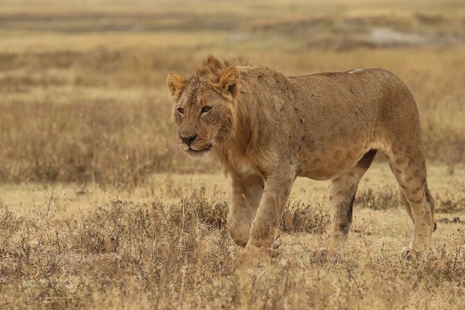 2 Days to Tarangire and Ngorongoro Crater - Accommodations Options