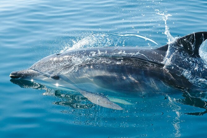 2-Hour Dolphin Guided Safari NP Brijuni Review - Duration and Logistics