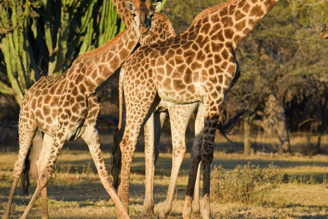 2-Hour Horseback Safari in Hartbeespoort - Inclusions