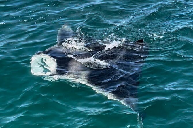 2 Hour Private Dolphin Sightseeing Tour - Comfortable Amenities Onboard