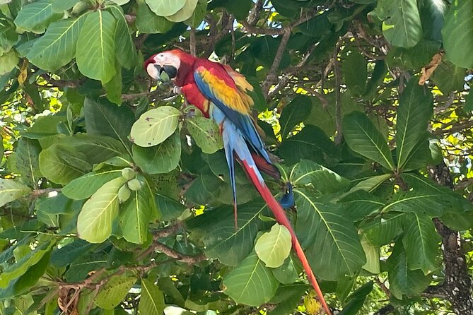 2 Hours Private Guided Hiking Experience to El Miro in Jaco - Booking Details