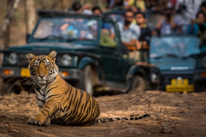 2-Night Private Ranthambore National Park and Wildlife Tour From Delhi - Wildlife Viewing Opportunities