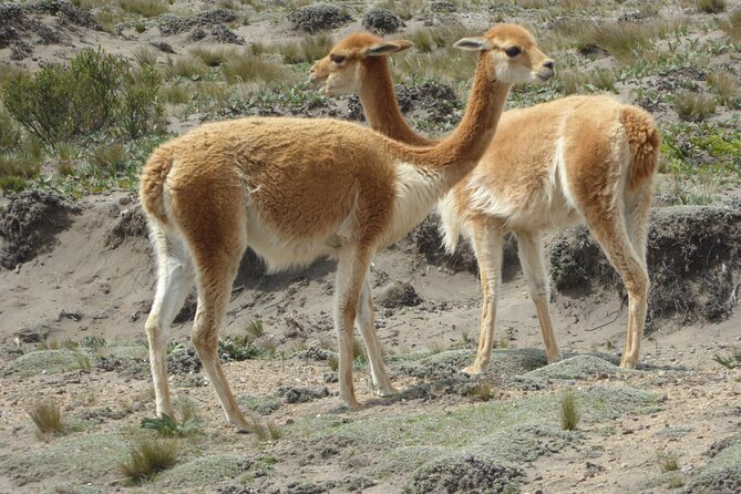 21 Day Ecuador Tour in Andean Jungle and Cloud Forest - Booking Information