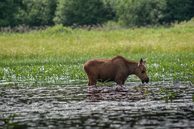 3-Day Algonquin Park Canoe Trip - Accommodation and Meals