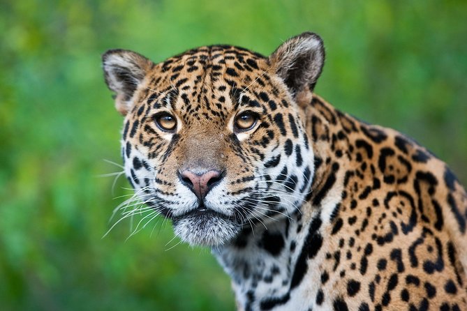 3-Day Charms of the Amazon Jungle in Tambopata - Trekking Through the Jungle to Lake Apu Victor