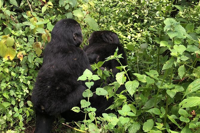 3 Day Gorilla Trek at Bwindi National Park via Kigali - Pickup and Meeting Points