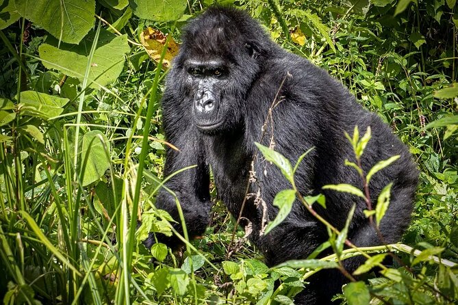 3-Day Gorilla Trekking Safari in Bwindi Impenetrable Forest - Scenic Drive Through Kigezi Highlands