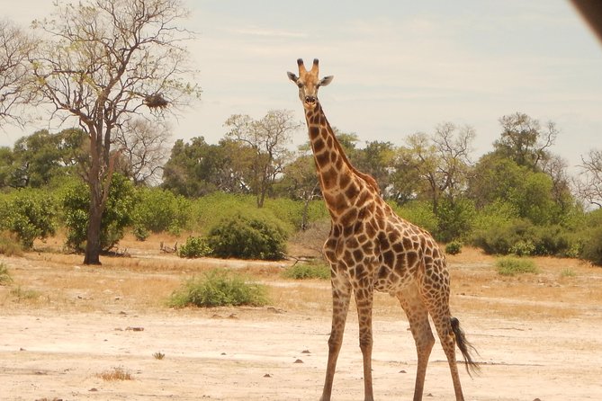 3-Day Moremi Game Reserve- by Walking Stick Safaris - Inclusions and Exclusions