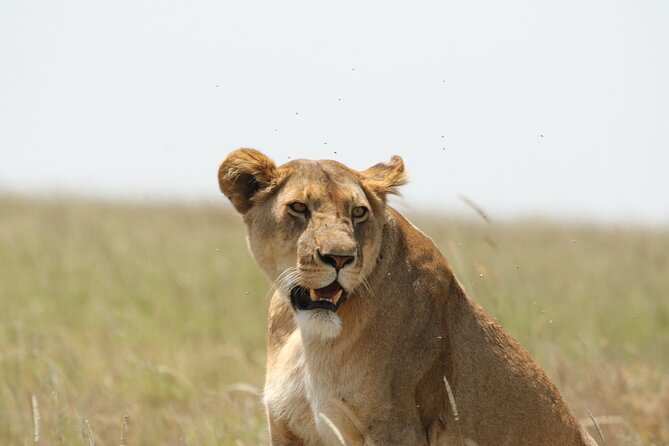 3-Day National Parks Safari From Arusha Including Tarangire - Camping Accommodations