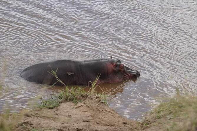 3 Day Private 4x4 Jeep Tour in Masai Mara Safari - Accessibility and Health Considerations