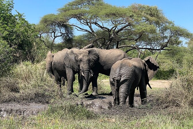 3-Day Tarangire, Ngorongoro and Lake Manyara Group Joining Tour - Accessibility and Participation Restrictions