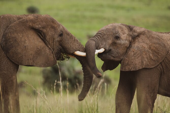 3-Day Ultimate Big Five Safari - Murchison Falls & Rhinos - Day 2 Adventures