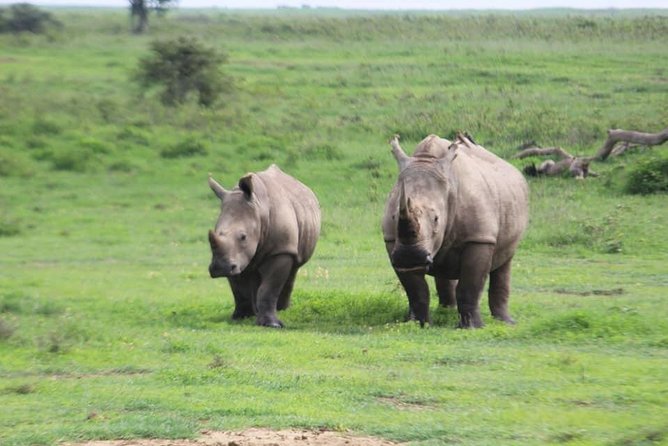 3 Days 2 Nights Masai Mara Enchoro Wildlife Camp - Meeting and Pickup