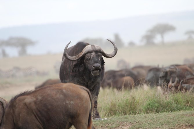3 Days Camping Safari Tarangire, Lake Manyara and Ngorongoro Crater - Ngorongoro Crater