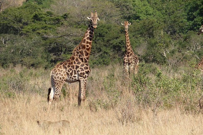 3 Days Durban Safari Tour Package - Important Traveler Information