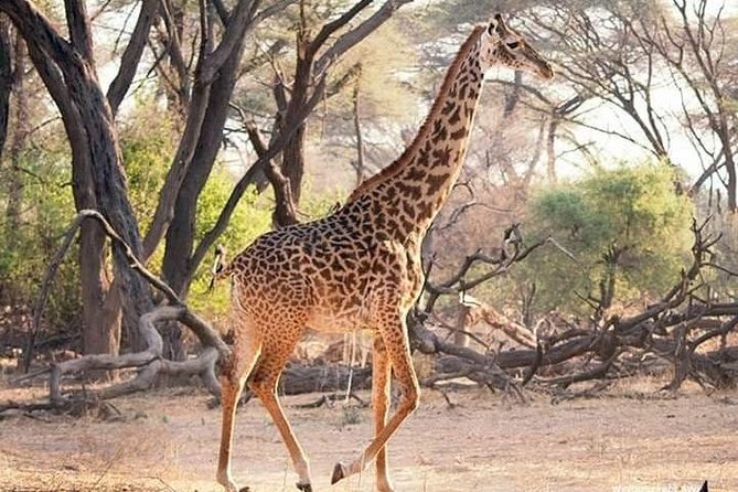 3 Days Explore Selous Game Reserve + Boat Safari + Bushman Walking - Bushman Walking Adventure