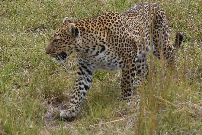 3 Days Gamedrive Safari In Masai Mara From Nairobi - Pricing and Booking Information