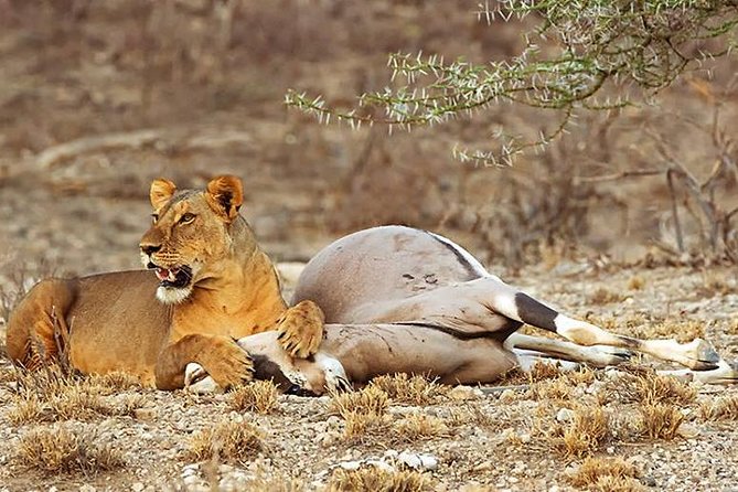 3 Days Masai Mara Budget Safari - Highlights of the Safari