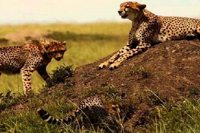3 Days Masai Mara Safari From Nairobi - Transportation Details