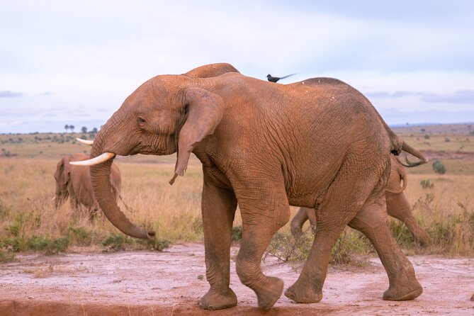 3 Days Murchison Falls Adventure Wildlife Safari Uganda Tour - Day 2 Highlights