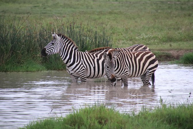 3 Days Nyerere (Selous) Park Private Safari With Boat Trip - Discovering Diverse Wildlife
