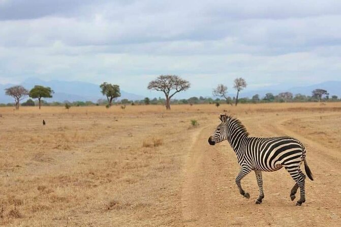 3 Days Selous (Nyerere National Park) - Immersive Safari Experience