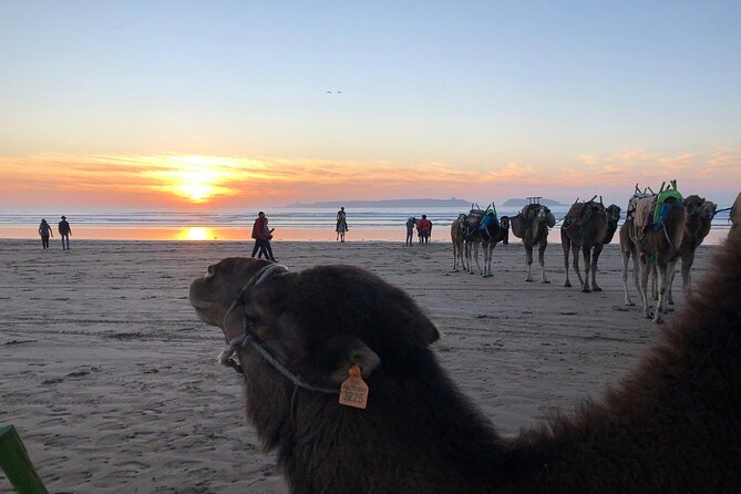 3-Hour Camel Ride at Sunset - Reviews and Ratings