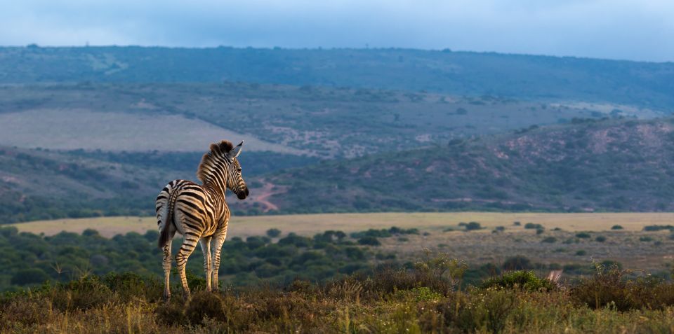 4-Day Addo to Karoo Safari - Daily Itinerary Breakdown