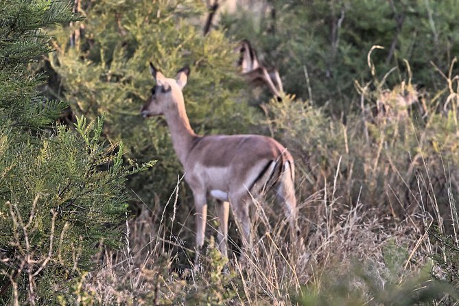 4 Day All Incl. Private Kruger Park Safari and Transfer From Nelspruit - Meeting and Pickup Details