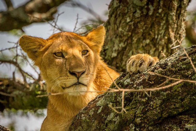4 Day: Astonishing Group Safari - Inclusions and Exclusions