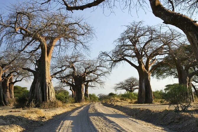 4-Day Budget Tarangire, Serengeti, Ngorongoro Safari Guided Tour - Ngorongoro Crater