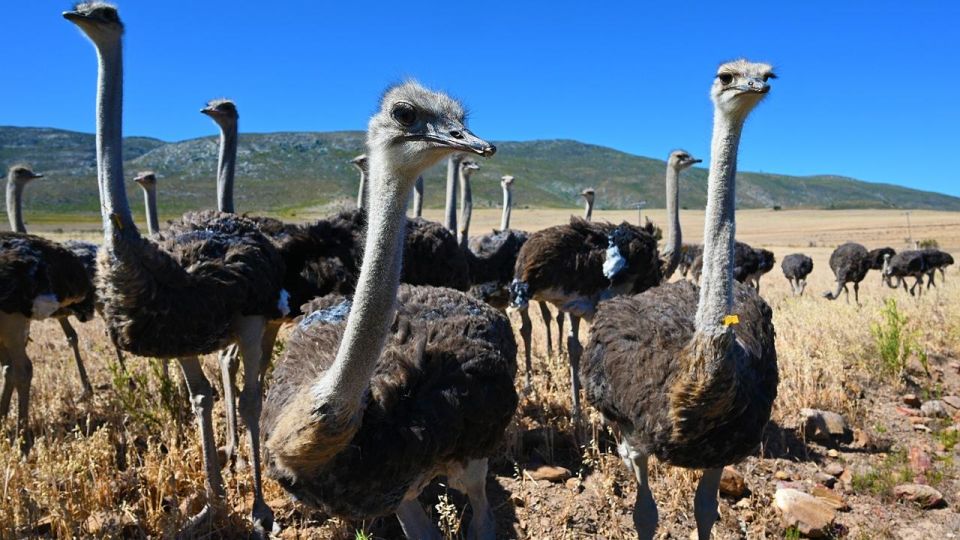 4 Day Cape Town Essential Tour & Big 5 Safari At Inverdoorn - Itinerary Highlights: Day 2