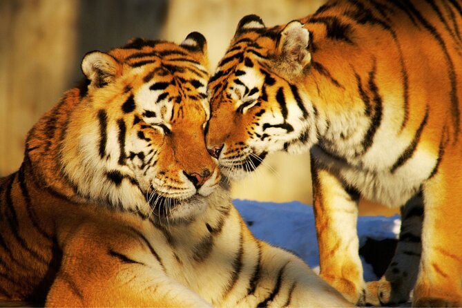 4 Day Golden Triangle Tour With Ranthambore Tiger Safari India - Inclusions and Accommodations