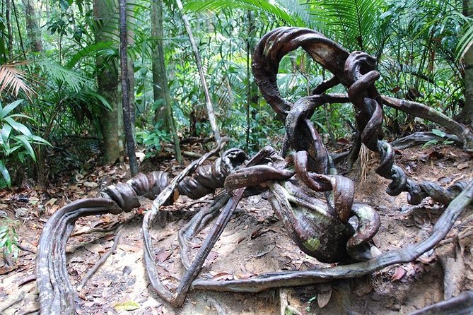 4-Day Jungle Experience in Taman Negara From Kuala Lumpur - Safety and Health Considerations