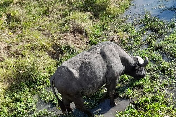 4-Day Masai Mara and Lake Nakuru Safari From Nairobi - Accommodations and Amenities
