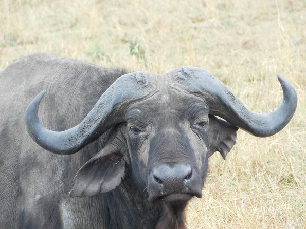4 Day Private Masai Mara National Reserve & Lake Nakuru National Park Safari - Pickup Information
